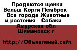 Продаются щенки Вельш Корги Пемброк  - Все города Животные и растения » Собаки   . Амурская обл.,Шимановск г.